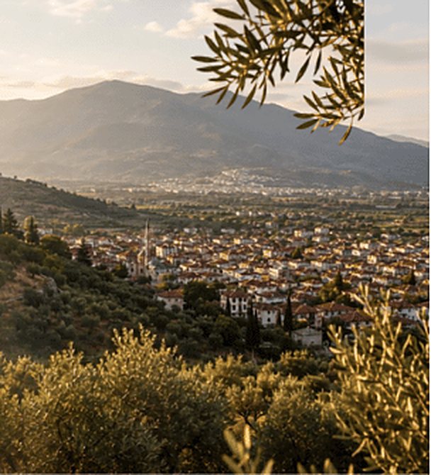 Olive trees above the town of Manisa, with mountains behind